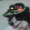 ruffduck2